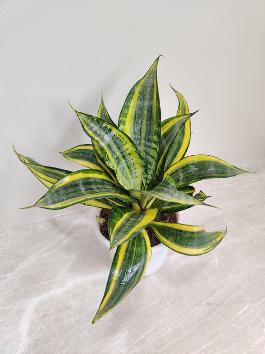 Easy Care Indoor Sansevieria