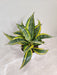 Easy Care Indoor Sansevieria
