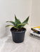 Sturdy Sansevieria Superba for indoor spaces