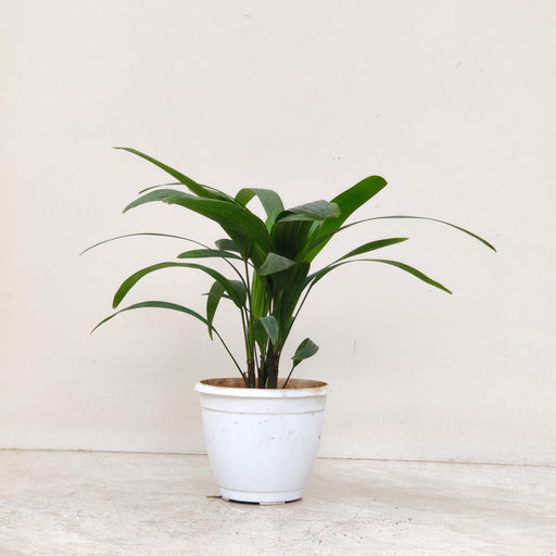 Rhapis Excelsa Lady Palm plant in 12 cm pot