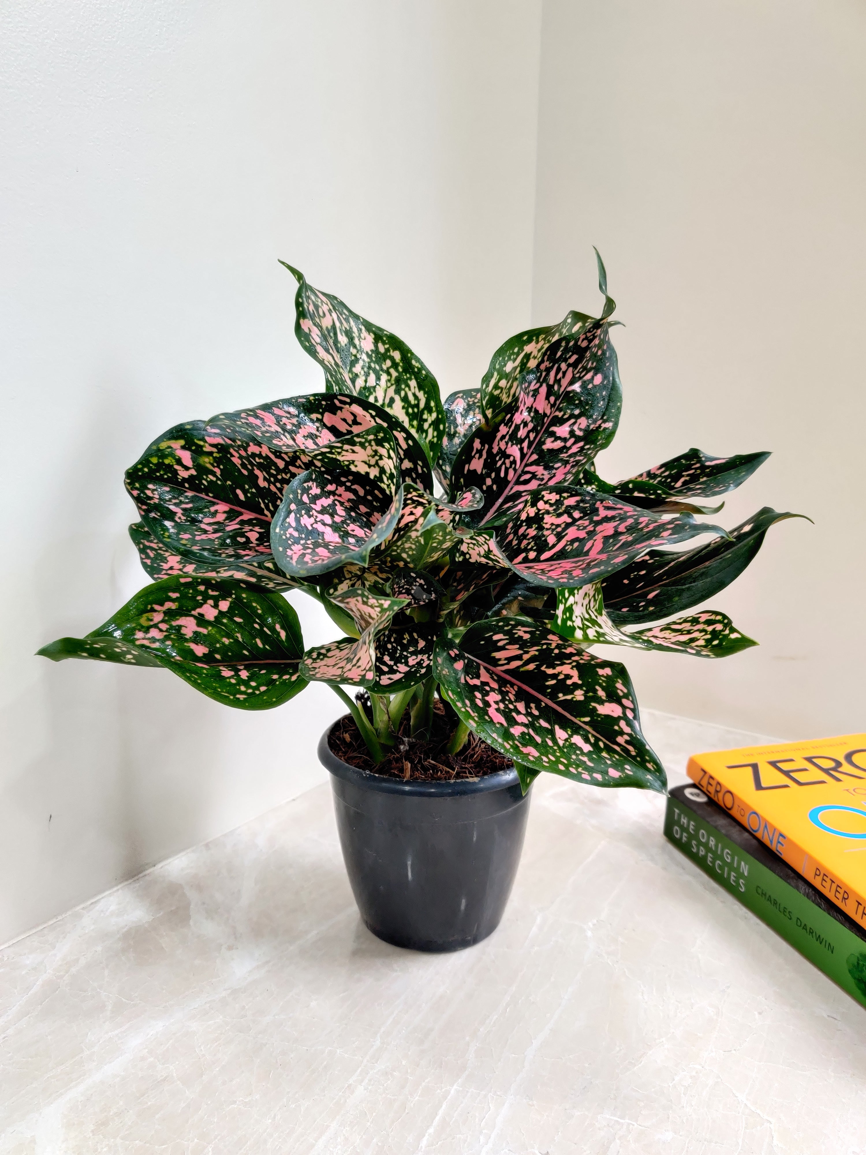 aglaonema commutatum pink dalmatian Aglaonema Pink Dotted Plant In 12 Cm Pot (Dalmatian)