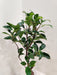 Indoor Air Purifying Ficus Ginseng in Plastic Pot