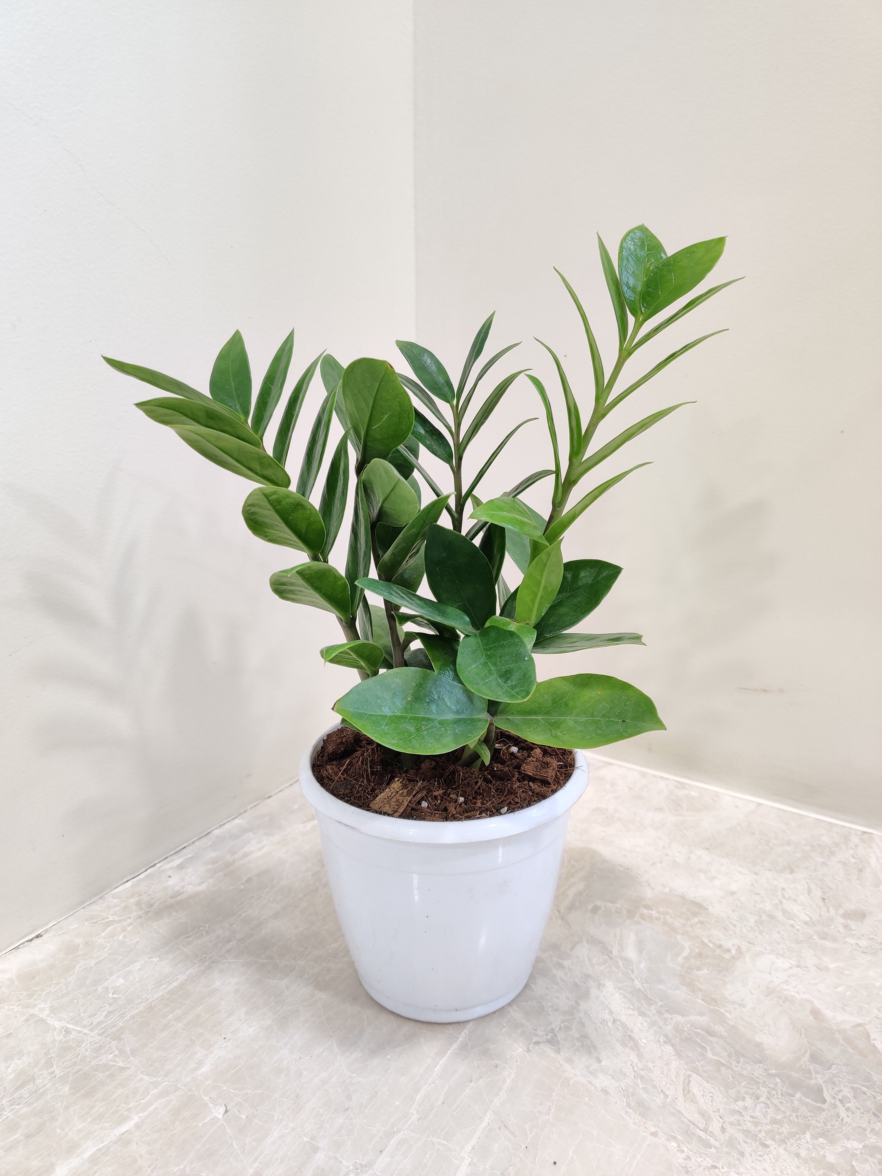 Imagem de Zamioculcas.