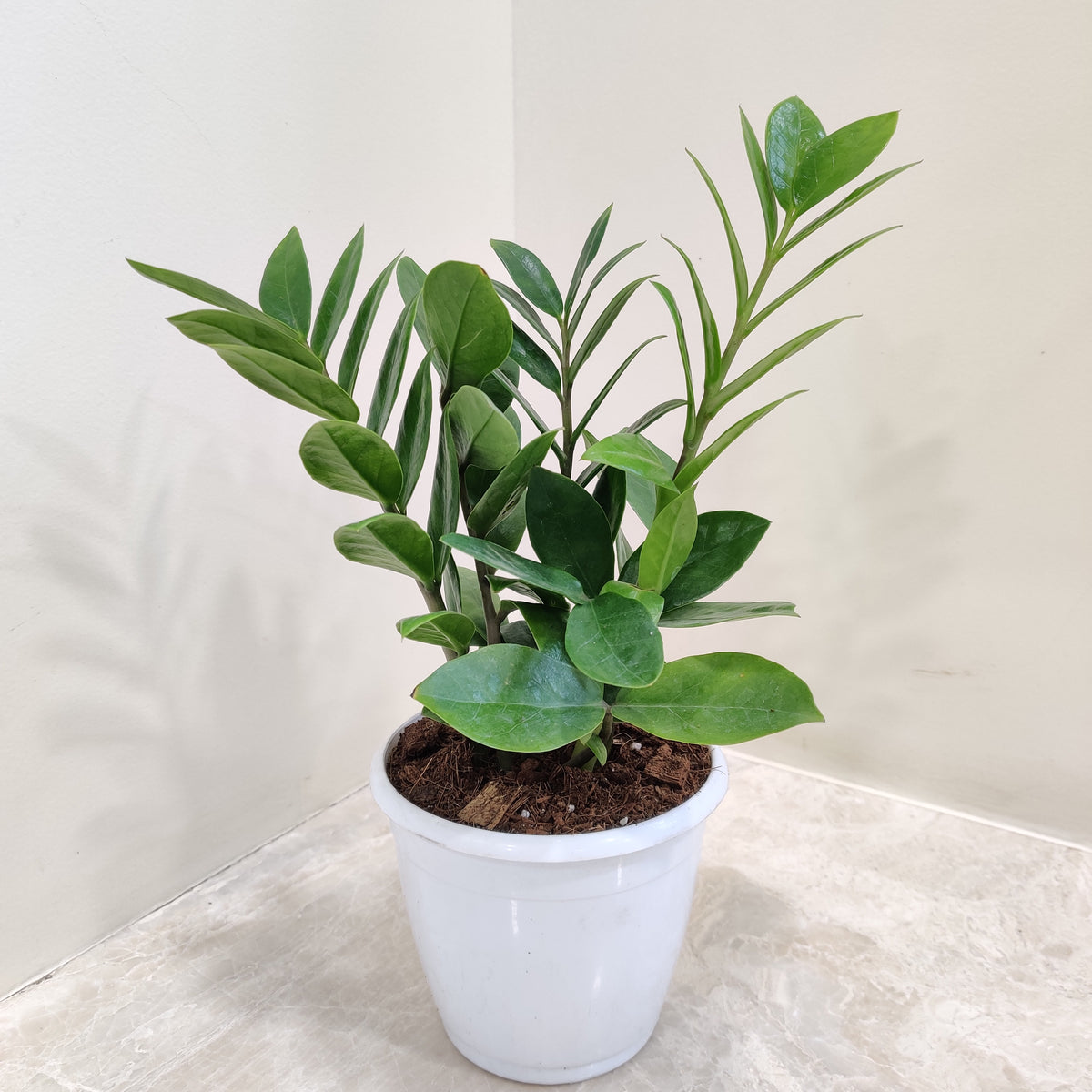 zz plant is lucky plant ZZ Plant