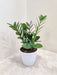 Indoor Zamioculcas Zamiifolia in White Pot