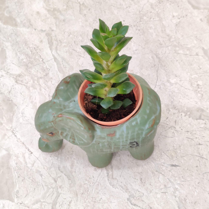 Royal elephant ceramic planter for succulents and small indoor plants