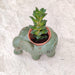 Royal elephant ceramic planter for succulents and small indoor plants