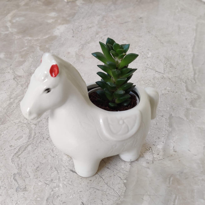 Royal white horse ceramic planter for succulents and small indoor plants.