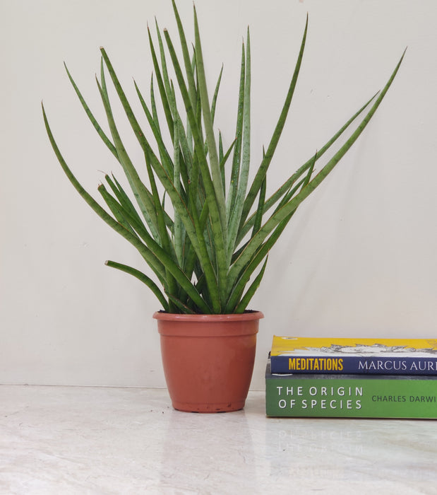 bacularis plant air purifier Buy Sansevieria Mikado