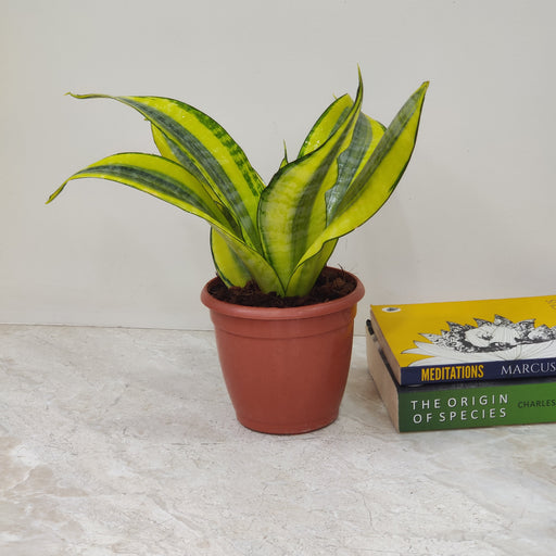 gold dust snake plant Buy Sansevieria 'Gold Dust'