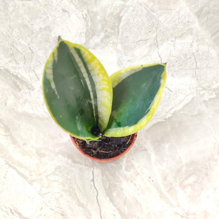 Air-purifying Snake Plant with golden edges