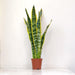 Air purifying Sansevieria Laurentii