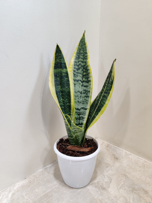 sansevieria-snake-plant-in-white-pot-indoor