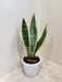 sansevieria-snake-plant-in-white-pot-indoor