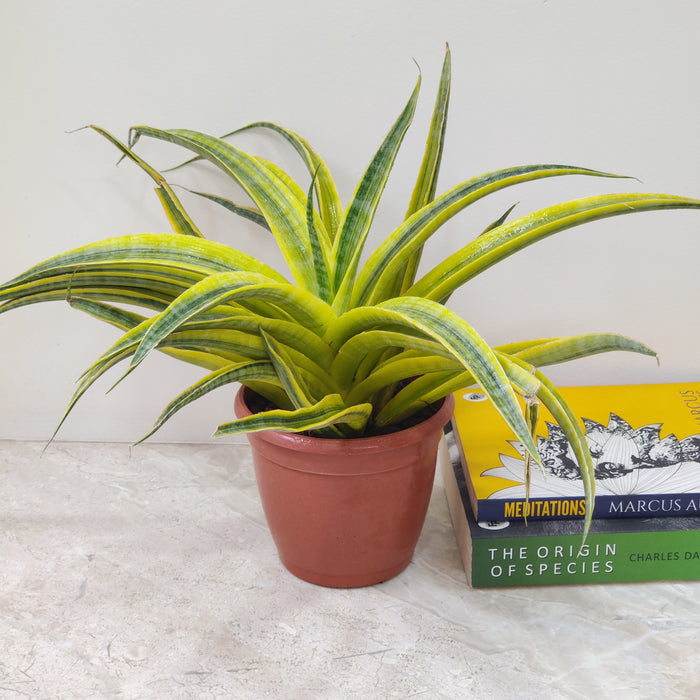sansevieria siam Buy Sansevieria Siam Gold
