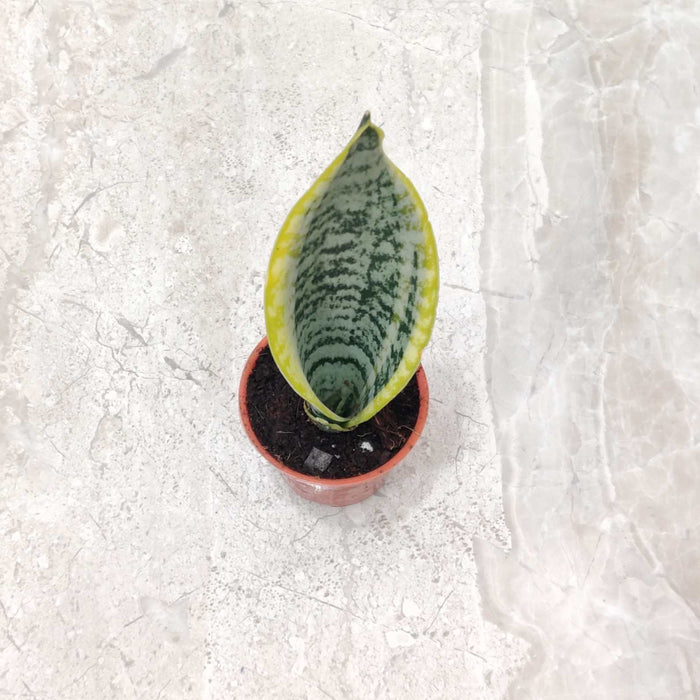 Low light indoor plant with yellow variegation