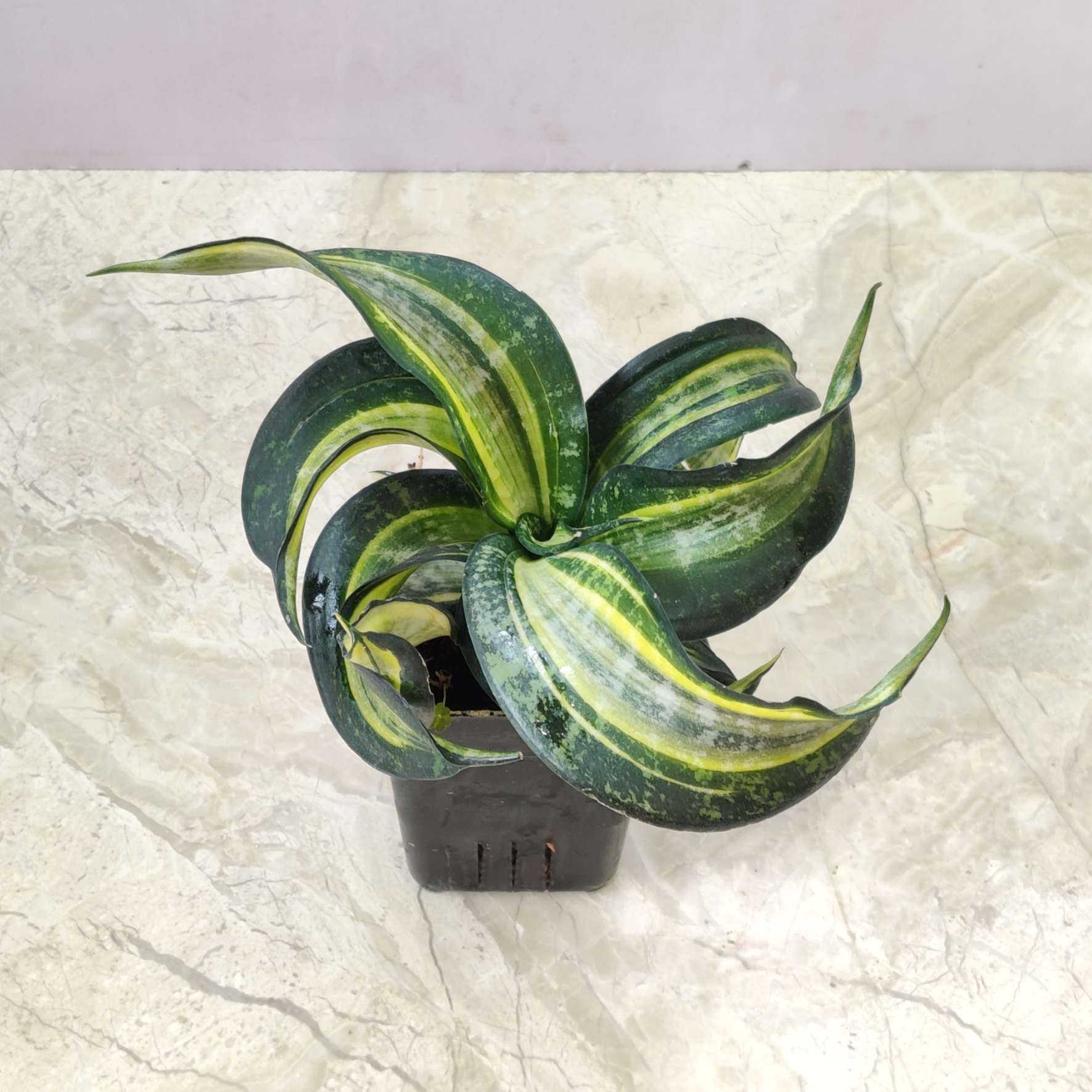 sansevieria spiral Sanseveria Swirl Plant
