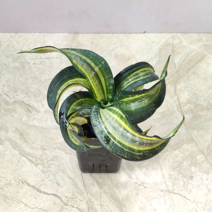 swirl-snake-plant-for-home-decor