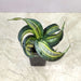 swirl-snake-plant-for-home-decor