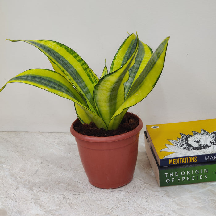 gold dust snake plant Buy Sansevieria 'Gold Dust'