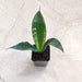 Indoor air-purifying snake plant Whitaney