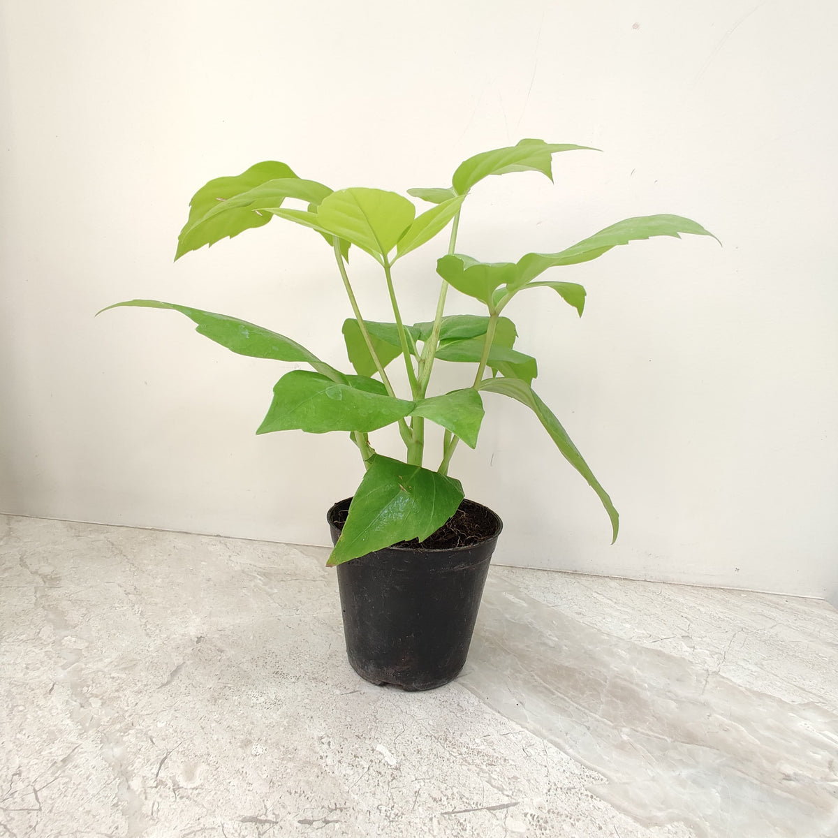 brassia indoor plant Buy Golden Brassia (Schefflera Actinophylla) – ChhajedGarden.com