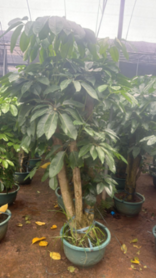 Indoor tropical Schefflera microphylla with thick trunk