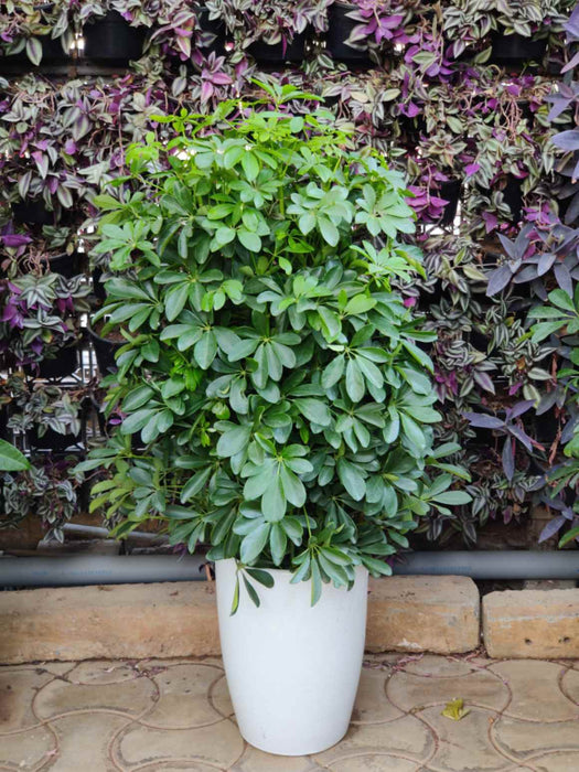 Schefflera Plant in Decorative Pot