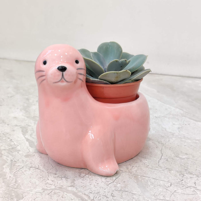 Premium seal ceramic planter ideal for succulents and air plants