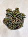 Lush-green-Sedum-Cremnosedum-for-homes-indoor-succulent