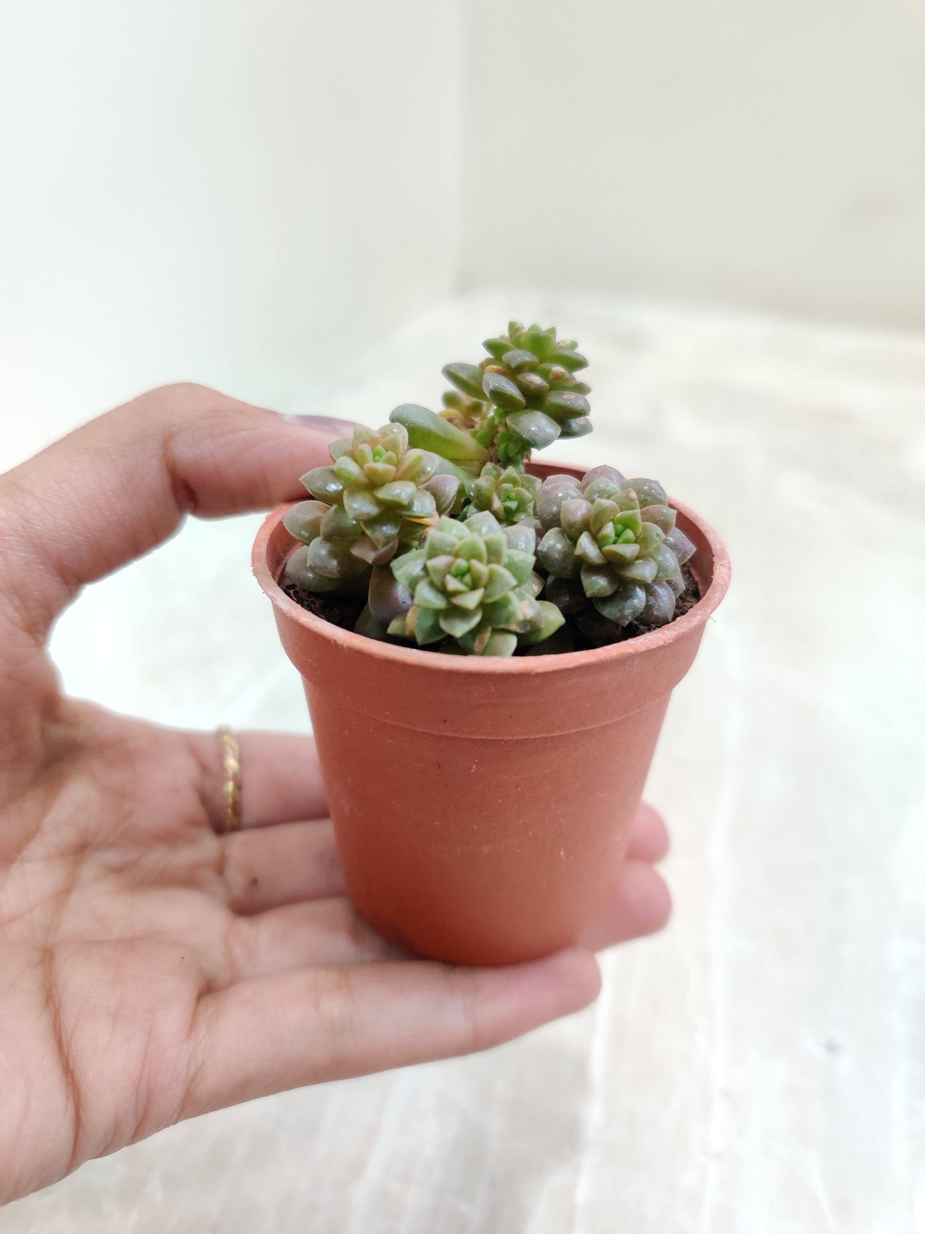 succulent little gem Sedum Cremnosedum Little Gem Small Succulent Plant