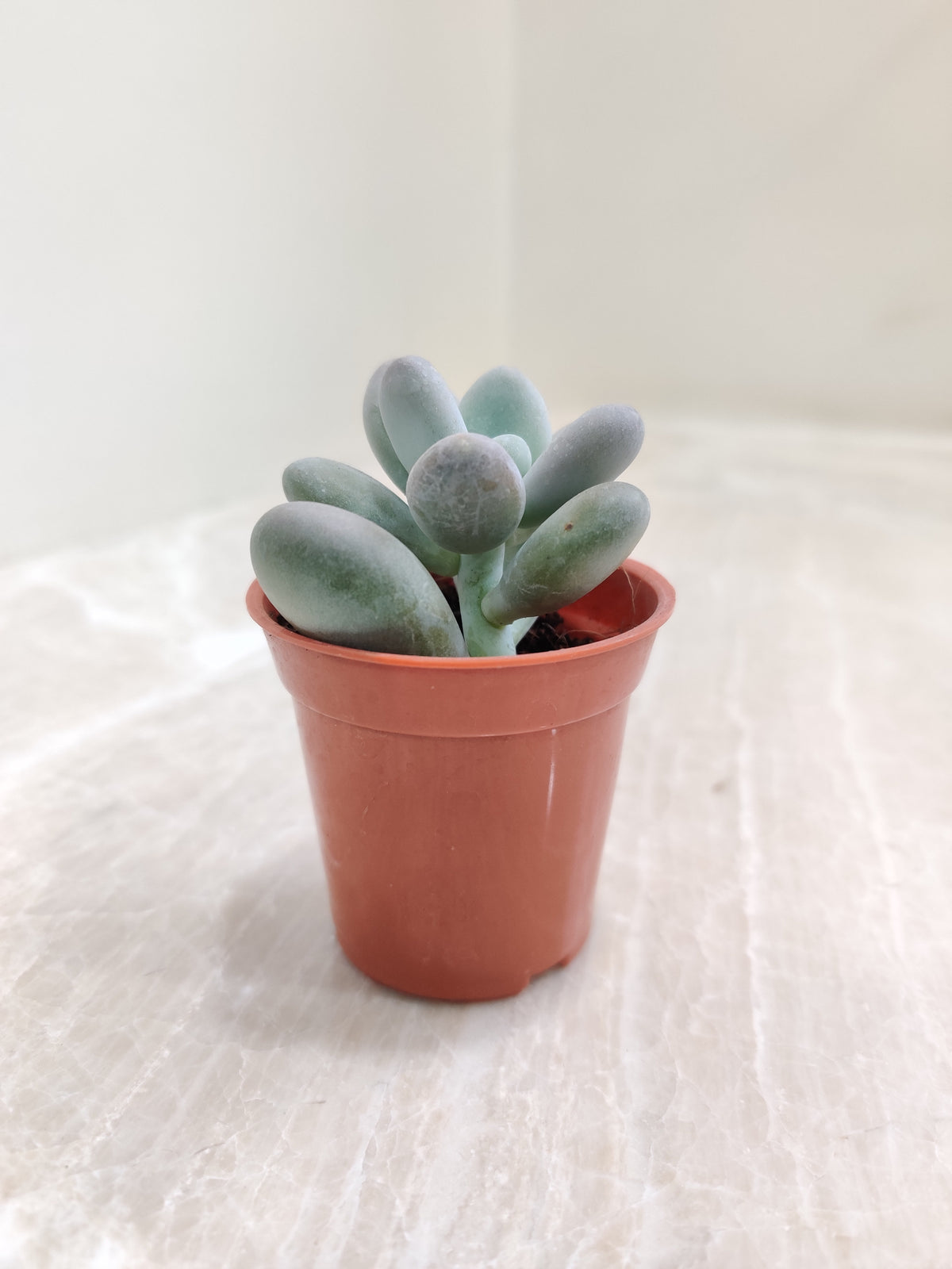 sedum treleasei succulent Sedum Treleasei Succulent