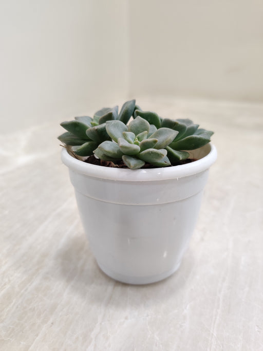 Blue-Prince-indoor-Succulent-Perfect-Home-Greenery