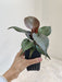 red-apple-philodendron-small-pot