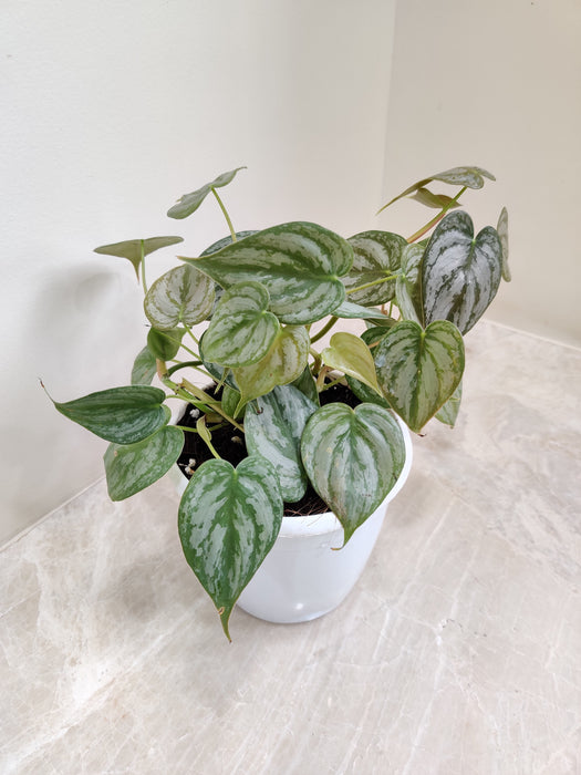 heart-shaped-silver-splashed-leaves-indoor-plant