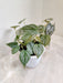 heart-shaped-silver-splashed-leaves-indoor-plant