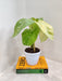 Elegant Silver Philodendron Indoor Plant