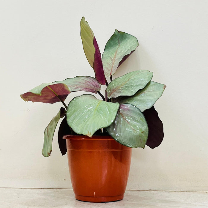 Silver foliage Calathea plant with burgundy underside leaves
