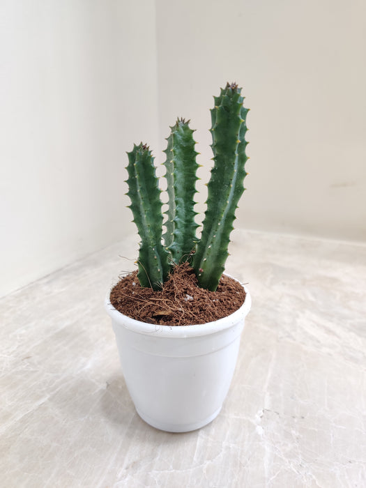 Air Purifying Cactus for Homes