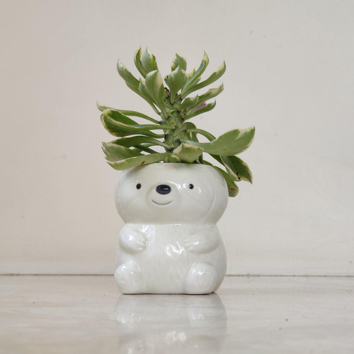 Premium sleepy sloth ceramic planter ideal for succulents and air plants