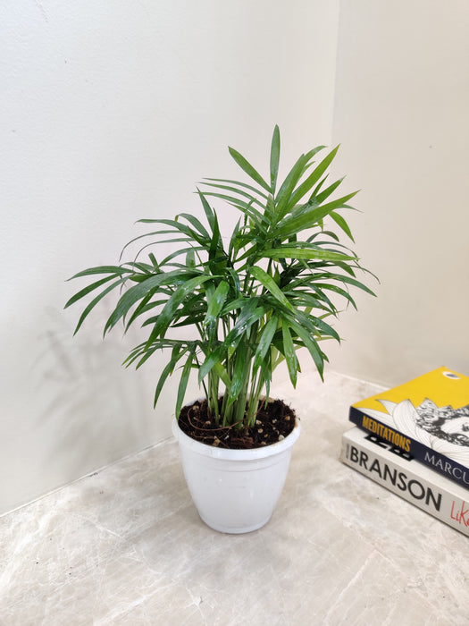 Fresh Bamboo Palm in White Pot Indoor Plant