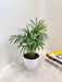 Fresh Bamboo Palm in White Pot Indoor Plant