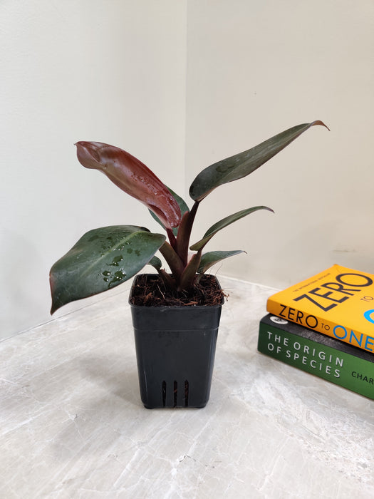 Exotic Black Cardinal Philodendron Indoor