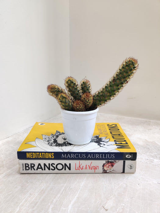 Indoor Decorative Copper Cactus