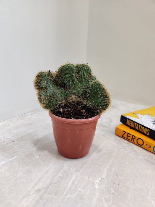 Unique crested cactus on white background