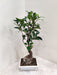 Small Indoor Ficus Ginseng Bonsai Plant