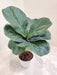 Mini-Ficus-Lyrata-8.5cm-Pot