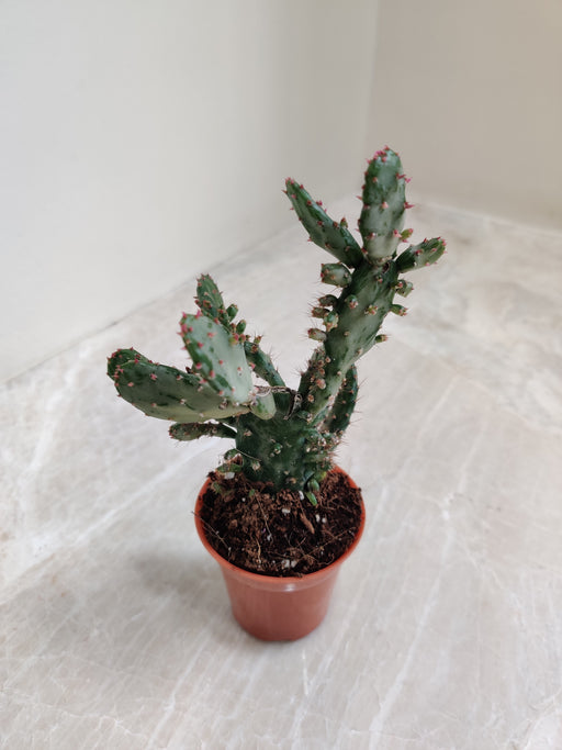 Indoor Variegated Prickly Pear Cactus 5.5 cm