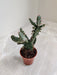 Indoor Variegated Prickly Pear Cactus 5.5 cm