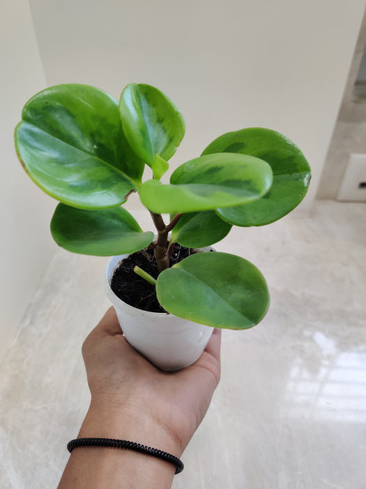 Air-Purifying Peperomia 'Lemon Lime' in 7cm Pot